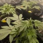 Special Queen Auto by RQS