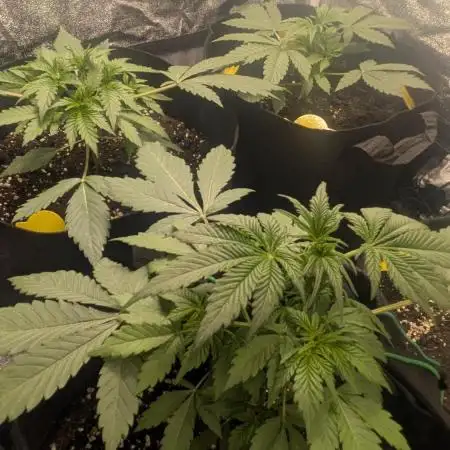 Special Queen Auto by RQS