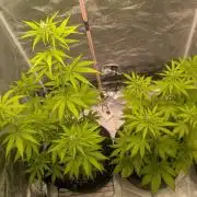 Northern Lights Auto First Run
