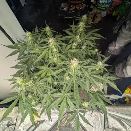 Purple Punch Auto & Mexican Rush Auto - RQS