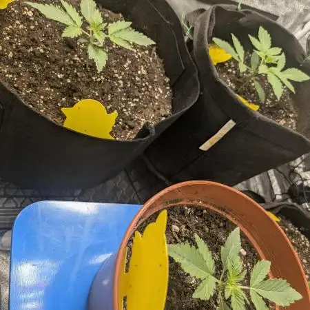 Special Queen Auto by RQS