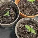 Special Queen Auto by RQS