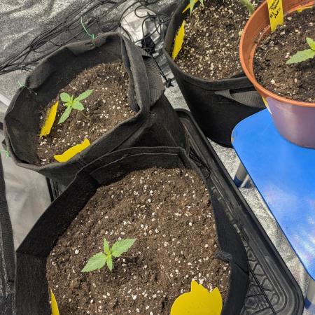 Special Queen Auto by RQS