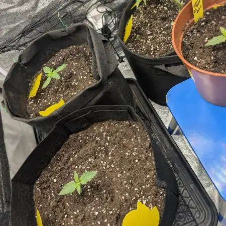 Special Queen Auto by RQS