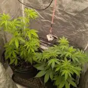 Northern Lights Auto First Run