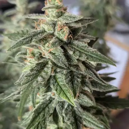Purple Punch Auto & Mexican Rush Auto - RQS