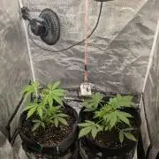 Northern Lights Auto First Run