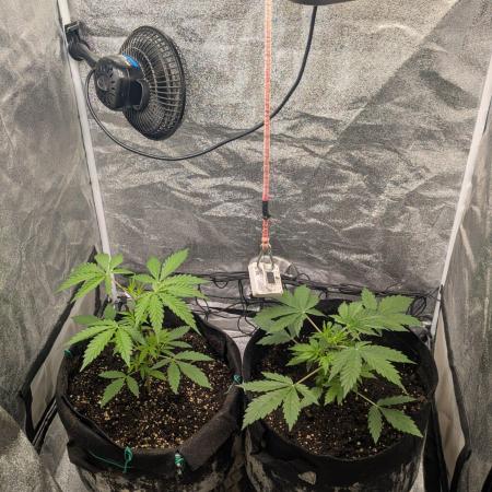 Northern Lights Auto First Run