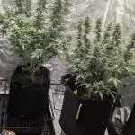 Purple Punch Auto & Mexican Rush Auto - RQS