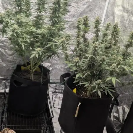 Purple Punch Auto & Mexican Rush Auto - RQS