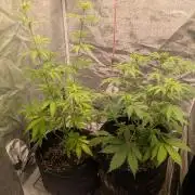 Northern Lights Auto First Run