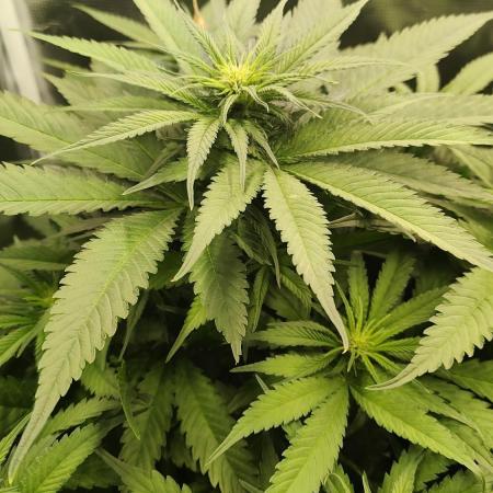 Autopot BioTabs Water only