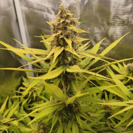 Autopot BioTabs Water only