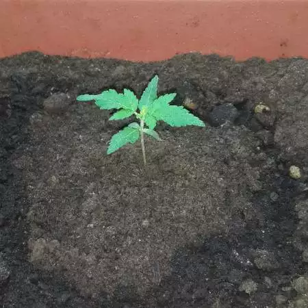 Pineapple Express auto - FastBuds