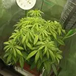 Kushmints + Georgia Pie