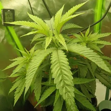 Kushmints + Georgia Pie