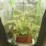 Kushmints Clonez / Speedrun