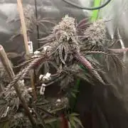 BLOCKBERRY