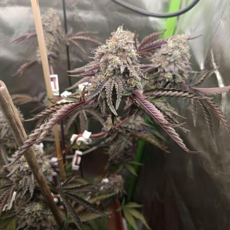 BLOCKBERRY