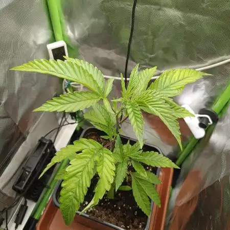 BLOCKBERRY