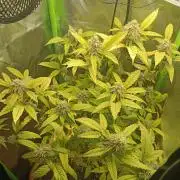 KushmintZ CloneZ / Zpeedrun