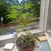 2026 | Pineapple KC Auto | Window Sill