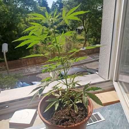 2026 | Pineapple KC Auto | Window Sill