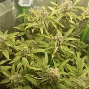 KushmintZ CloneZ / Zpeedrun