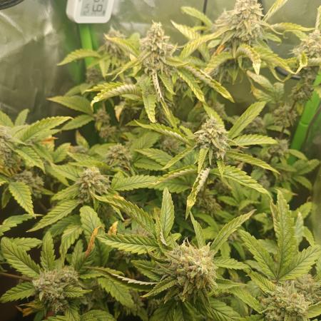 KushmintZ CloneZ / Zpeedrun