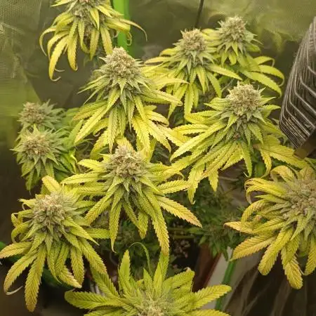 Kushmints + Georgia Pie