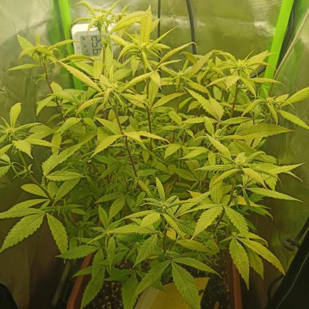 KushmintZ CloneZ / Zpeedrun