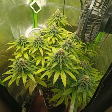 Kushmints + Georgia Pie