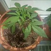 2026 | Pineapple KC Auto | Window Sill