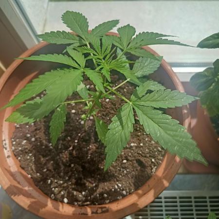 2026 | Pineapple KC Auto | Window Sill