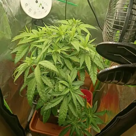 Kushmints + Georgia Pie
