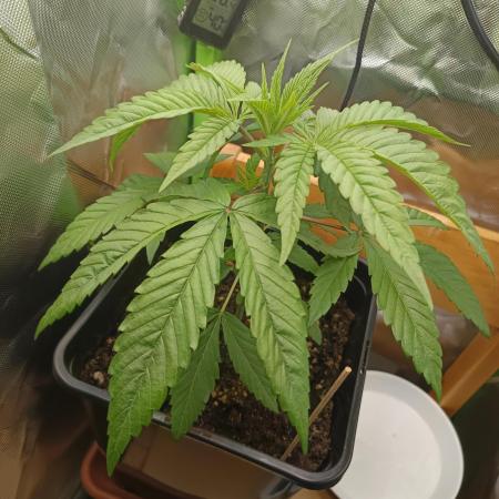 Kushmints + Georgia Pie