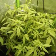 KushmintZ CloneZ / Zpeedrun