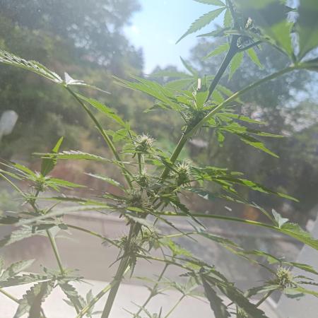 2026 | Pineapple KC Auto | Window Sill