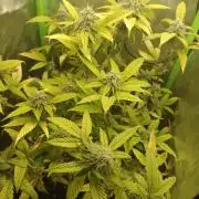 KushmintZ CloneZ / Zpeedrun