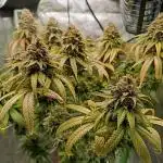 Kushmints + Georgia Pie