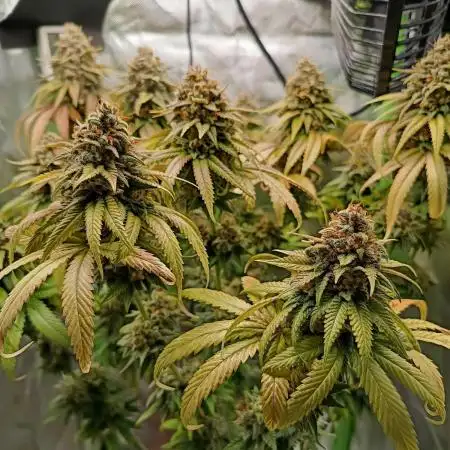 Kushmints + Georgia Pie