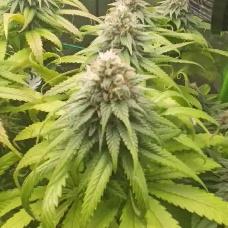 Kushmints + Georgia Pie