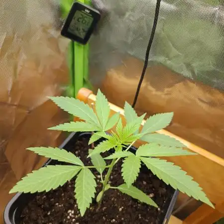 Kushmints + Georgia Pie