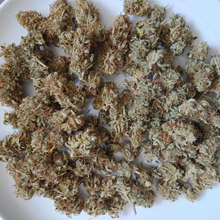 2x White Diesel Haze / LED vs SUNLIGHT