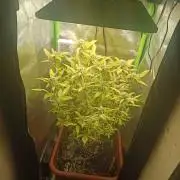 KushmintZ CloneZ / Zpeedrun