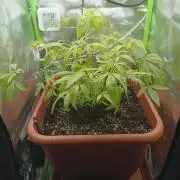 KushmintZ CloneZ / Zpeedrun