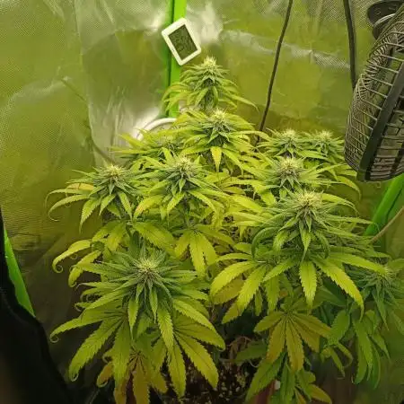 Kushmints + Georgia Pie