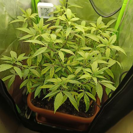 KushmintZ CloneZ / Zpeedrun