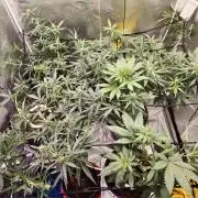Trump Iran auto