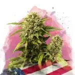New Year Nirvana Grow